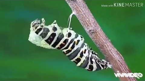 Video dạy trẻ biết về "Vòng đời của bướm" của cô Nguyễn Thị Huyền lớp MG B2 Trường Mn CĐSP TN