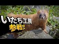 テスト終わりのスマブラ【視聴者参加型】