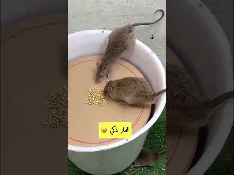 الفار ذكي اختراعات بسيطة