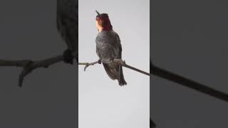 Hummingbirds are Hovering Masters | #DeepLook #Shorts