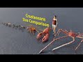 Crustaceans size comparison  rodents size comparison  3d animation animation animals