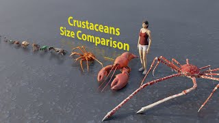 Crustaceans size comparison | Rodents size comparison | 3D Animation #animation #animals
