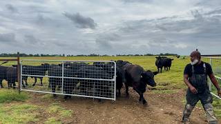 4th of July Cattle Check: Rancher Never Gets a Day Off!