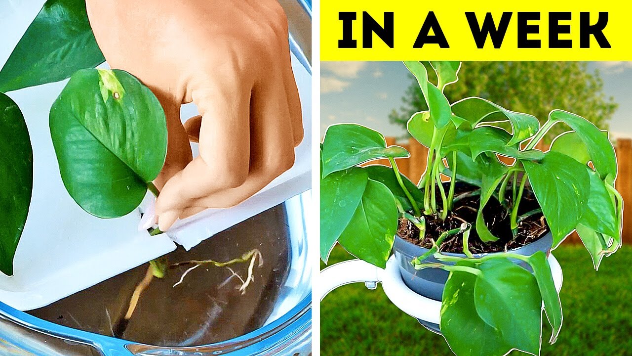 Grow Your Own Top DIY Gardening Hacks for Success!