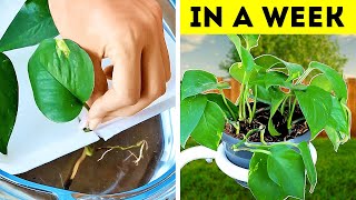 Grow Your Own Top DIY Gardening Hacks for Success!