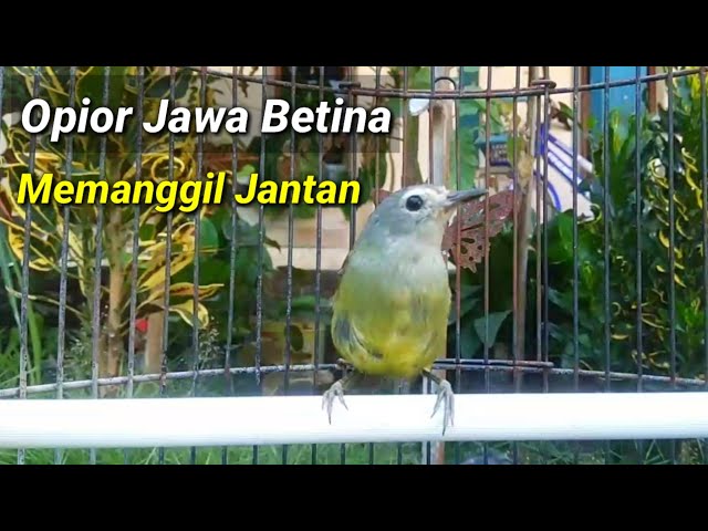 Opior Jawa Betina memanggil jantan, Pancingan opior jawa betina class=