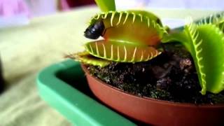 Хищное растение Дионея Венерина мухоловка кушает видео Мухоловка