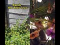 LET'S GOOO!! 🌹🌹🐝 🌹🐝 🌹🌹#bees #nature #flowers #god #love #weather #colab #fun