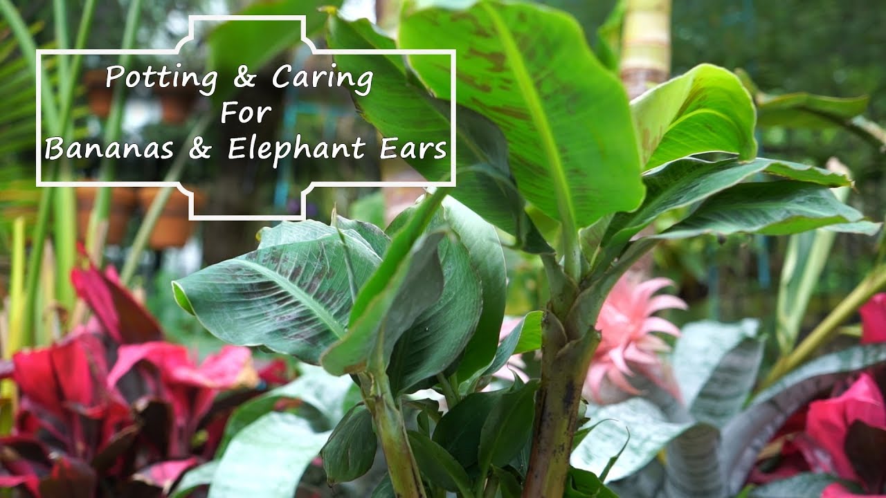 Elephant Ear Vine Plant The Home Interior Ideas