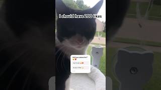 Why Kam? 🤔 #shorts #cat #subscribe