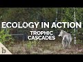 The Yellowstone Trophic Cascade and the Role of Wolves in Ecosystem Balance