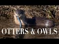 Otters & Owls Wildlife Photography