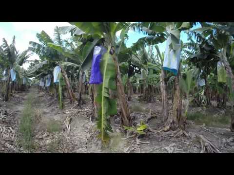 Video: Planten Plukken