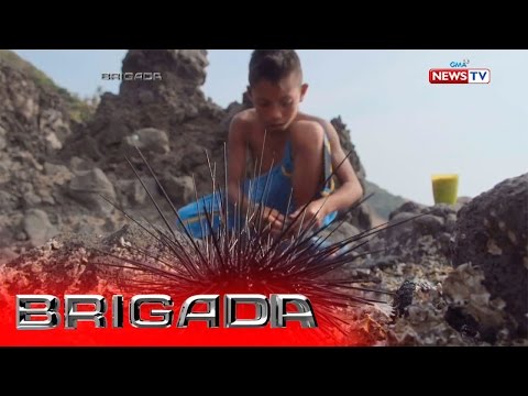 Brigada: Batang maninisid ng sea urchins, todo kayod para sa pamilya