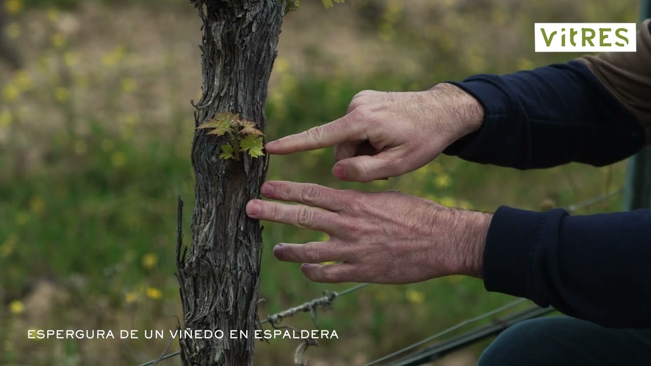 Poda en verde del viñedo. Espergura de una cepa en Cordón Royat