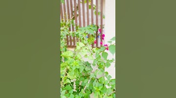 #القرآن_الكريم #اكسبلور #voiceeffects #تلاوة #اسلام #سورة