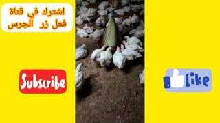 تربيةالدواجن(اليوم الثالث و الثلاثون)