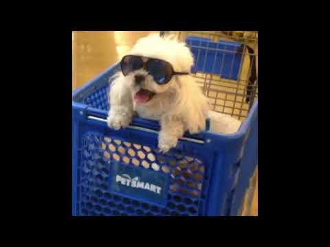 Los Angeles Riots Looting #Dinkythedog #Dinkyhim #riots