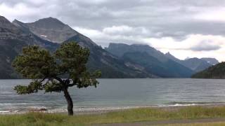 Packwoods in Waterton, Alberta - 2012