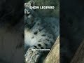 Incredible Snow Leopard: Master of the Rocky Highlands