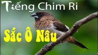 Tiếng Chim Ri, Sắc Ô Nâu Mồi Hót Gọi Bầy, Đánh Lưới, Chuẩn File MP3 Bẫy