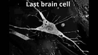 Last Brain Cell