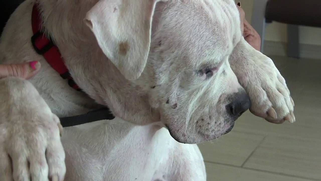 dezzy's second chance