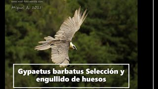 Quebrantahuesos Buseu 2021 - Selección Y Engullido De Huesos