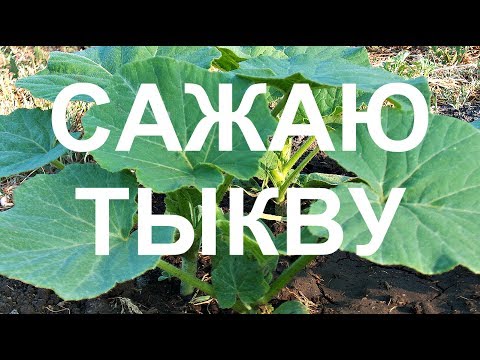 Два способа посадки тыквы. Какой лучше?