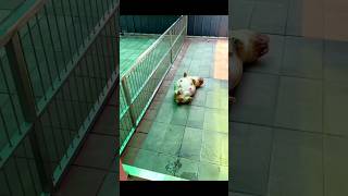 First Time Mom Dog’s Emotional Journey ❤️🐶