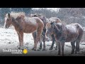 Wild Ponies: Behavior and Environment