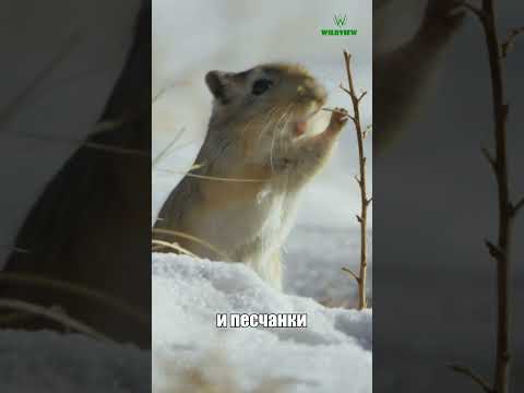 Палласов кот (Манул) #природа #животные #манул