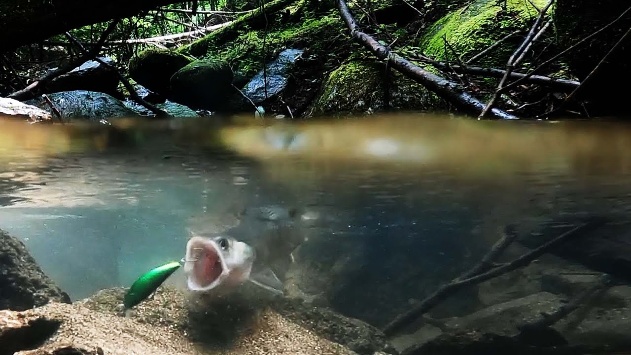 Момент, когда можно поймать рыбалку на горном ручье