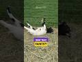 Why Do Goats Just… Fall Over? 😅🐐 #goat #animalfacts