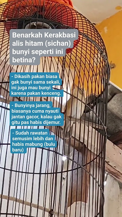 Pancingan suara Kerakbasi alis hitam betina #kerakbasialishitamgacor #kicaumania #burung