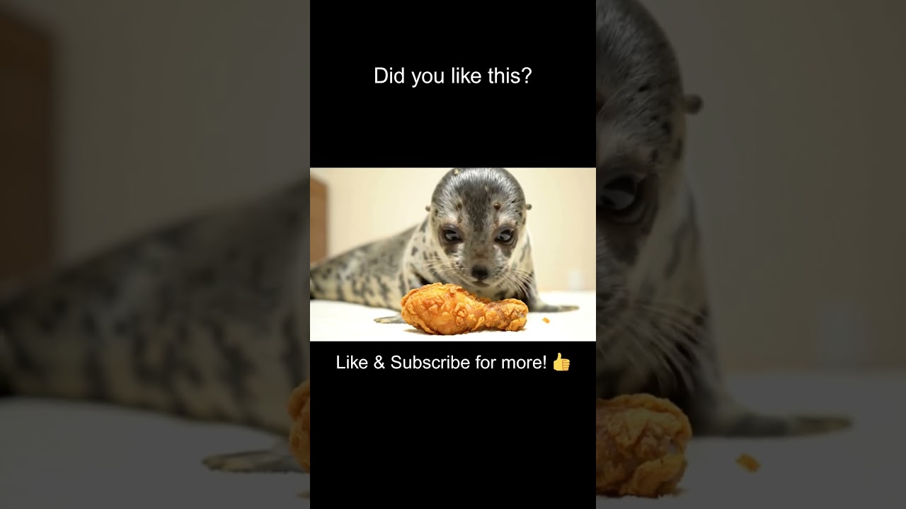 Seal Eats Fried Chicken?! | SUPER CRUNCHY ASMR Eating Sounds