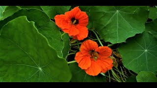 Natural Antibiotic~ NASTURTIUM