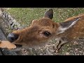 9月末の奈良公園と鹿さん(後編)