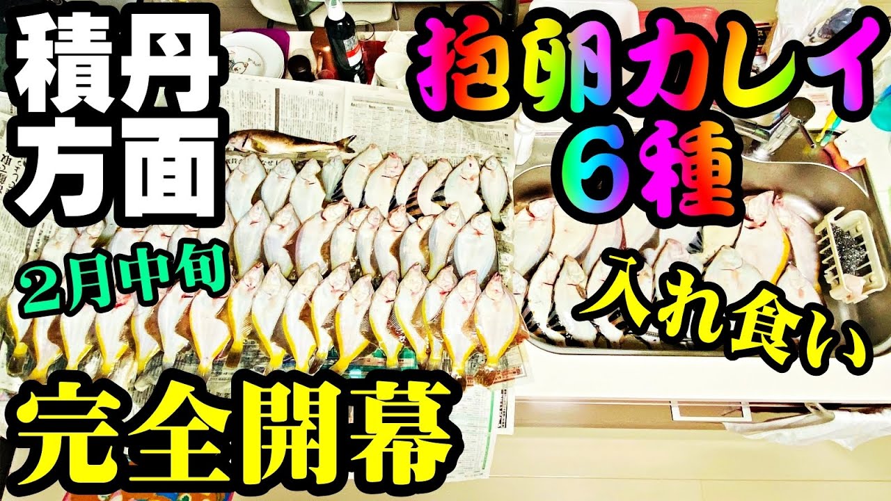【釣り】北海道抱卵カレイ入れ食い・完全開幕・６種釣り：2024年２月