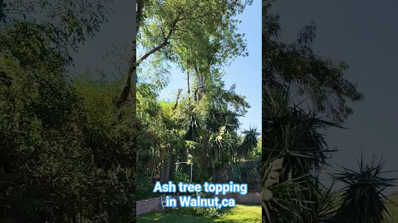 Ash tree canopy topping in Arcadia,ca