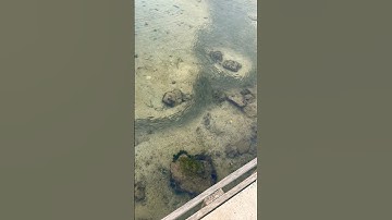 Mesmerizing Spectacle: Massive School of Fish Uniting for Safety. #beautiful #nature #sealife