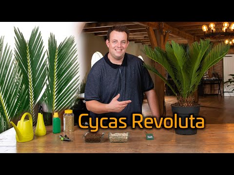 Video: Sagopalm, of Cycas revoluta: beschrijving, thuiszorg