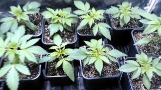 Update on my unique twin plant. 22 day of veg.