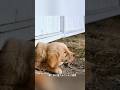 ヤギと犬の売人が5匹の子犬を巡って繰り広げる激しい対決#映画 #動物 #shorts