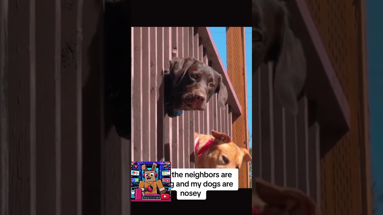 Cuando la vida te da limones, ¡haz una broma! 🍋😆