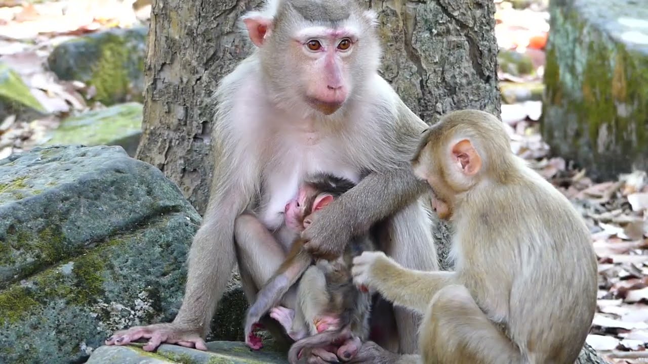 Loyce monkey in respectfull of family