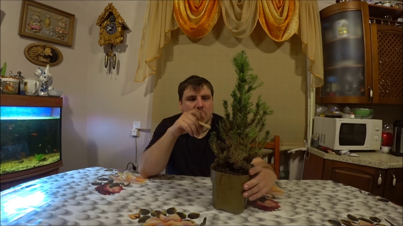 Ель канадская Сандерс Блю, расскажу немного об этой ели