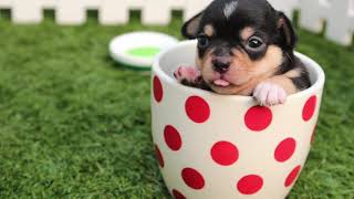 3 Minutes Of CUTE Dogs | HD QUALITY