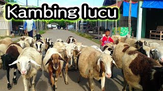 Download lagu KAMBING LUCU, DIMANA ANAK KAMBING SAYA | Mengenal Suara Hewan Domba Sapi Kerbau
