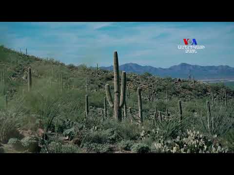 Video: Williams lophophora cactus. բույսի հայրենիք, նկարագրություն, մշակման առանձնահատկություններ, տնային խնամք